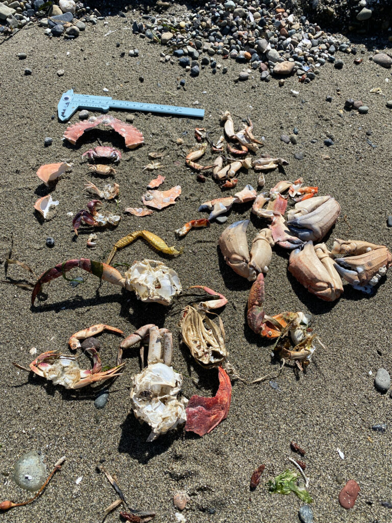 a group of shells on the ground (MyCoast AI)