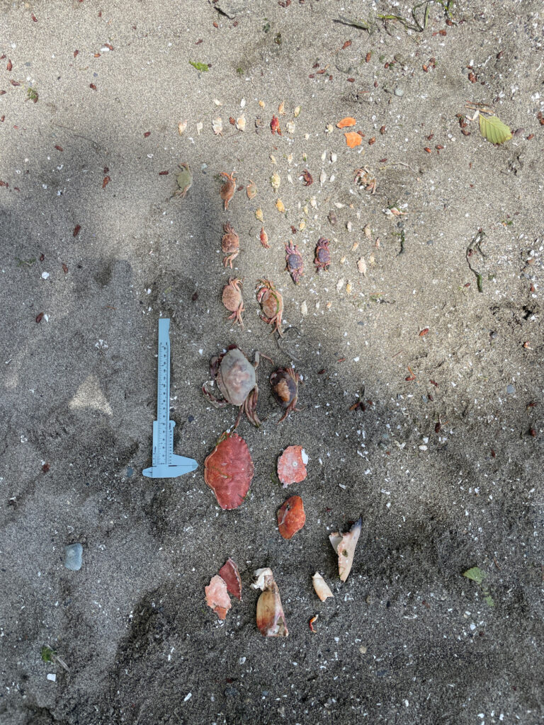 a group of shells on a wet surface (MyCoast AI)