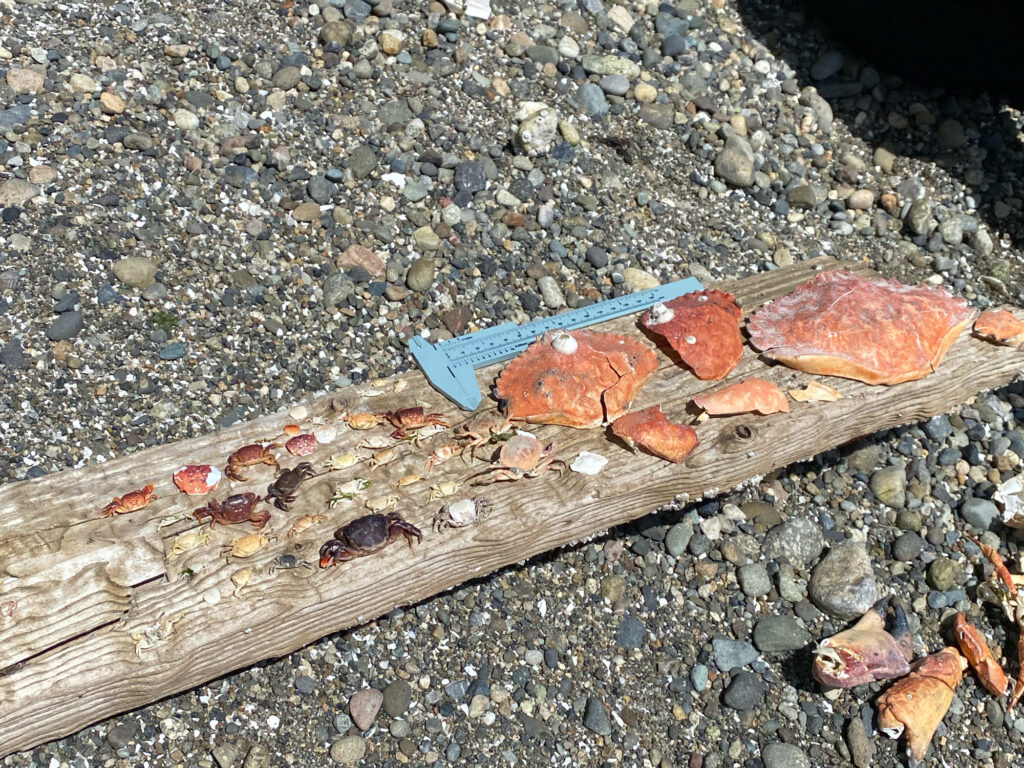 a knife and a knife on a wood surface (MyCoast AI)