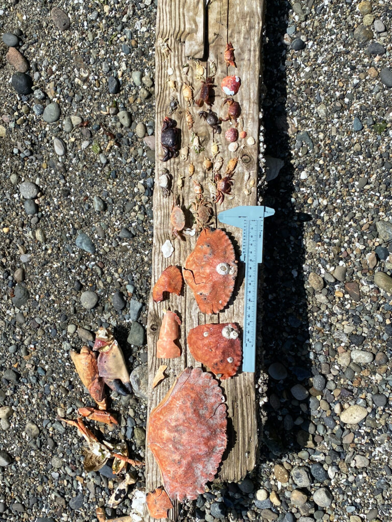 a pile of rocks (MyCoast AI)