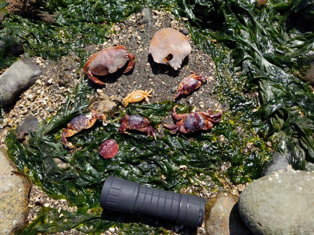 a group of mushrooms and a camera on the ground (MyCoast AI)