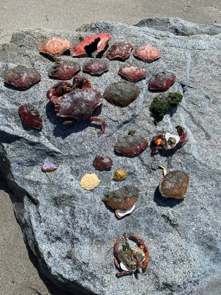 a group of small rocks (MyCoast AI)
