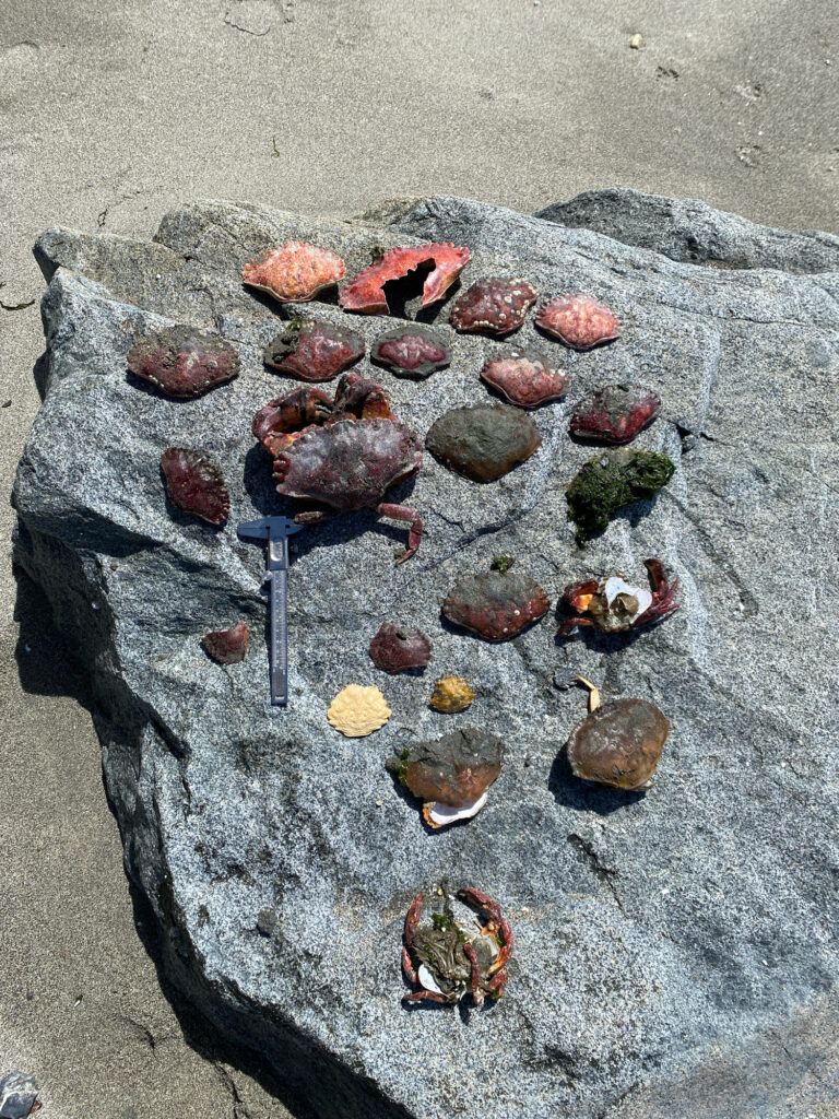 a group of turtles on a rock (MyCoast AI)