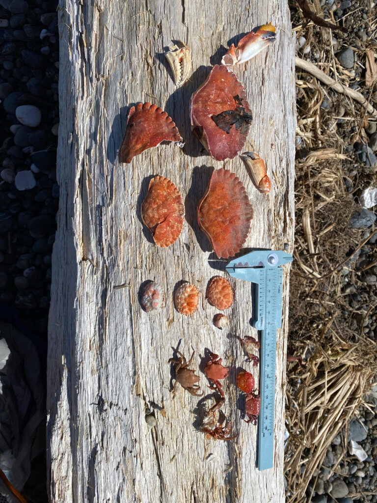 a knife on a tree stump (MyCoast AI)