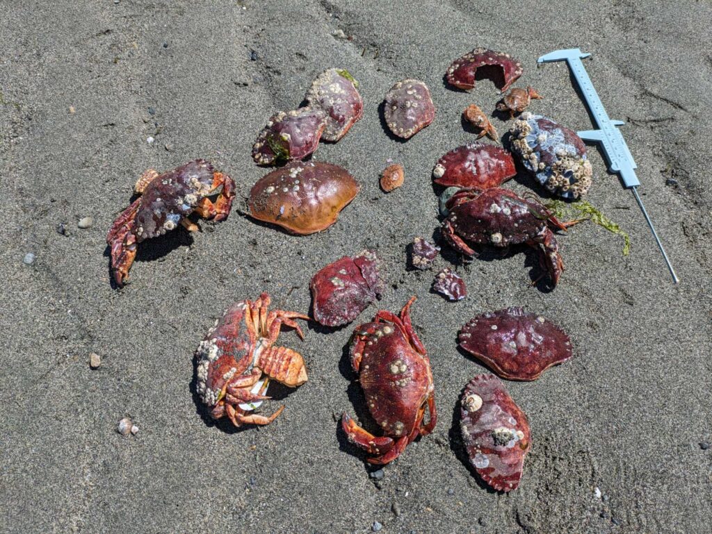 a group of meat on the ground (MyCoast AI)
