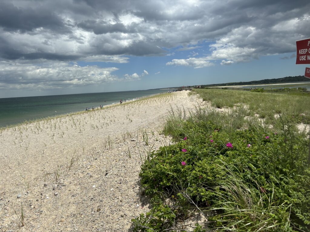 a beach with flowers and grass (MyCoast AI)