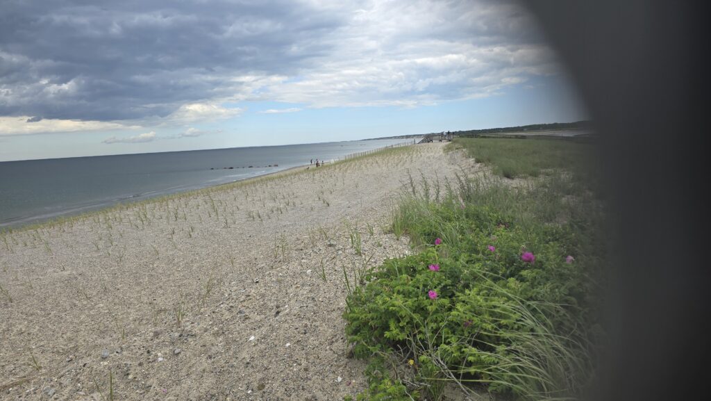 a beach with flowers and grass (MyCoast AI)