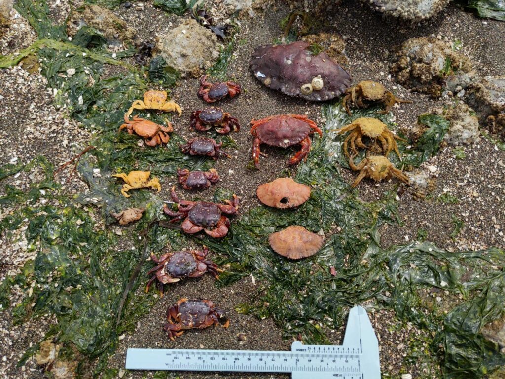 a group of small brown and black mushrooms on a rocky surface (MyCoast AI)