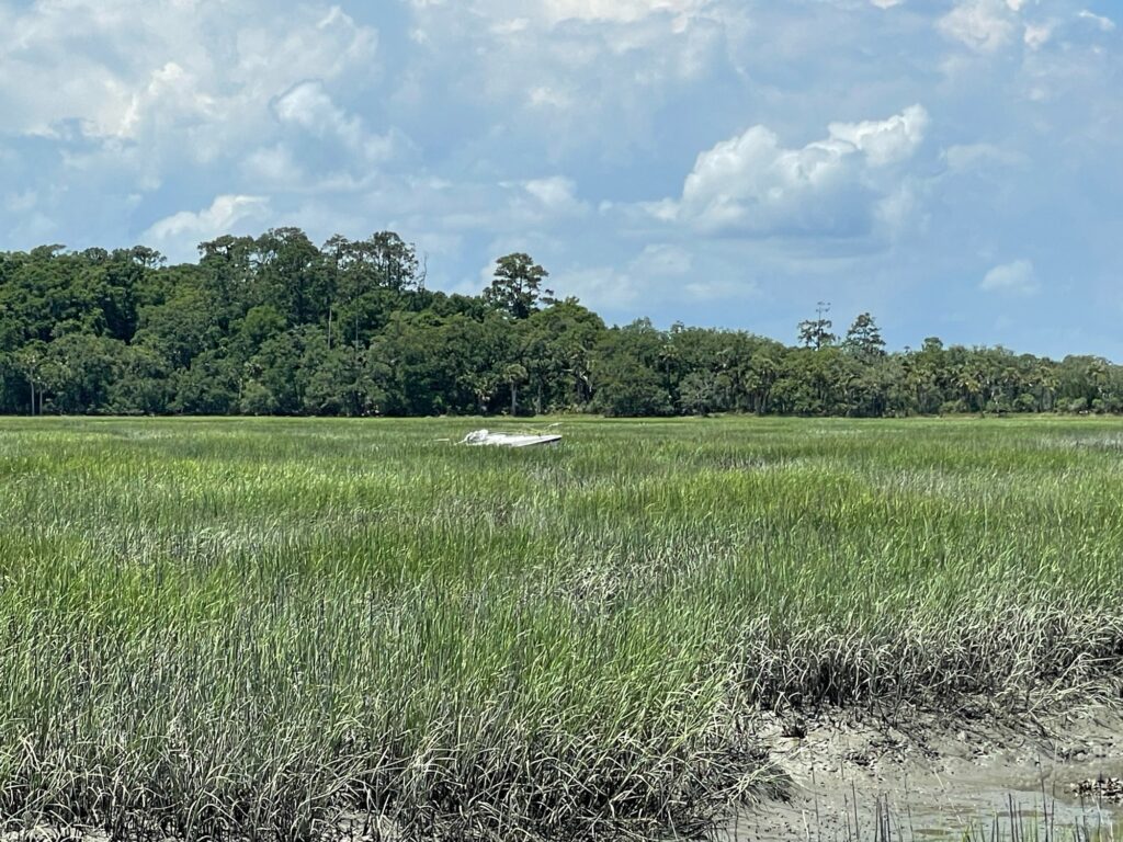 a field of grass with trees in the background (MyCoast AI)