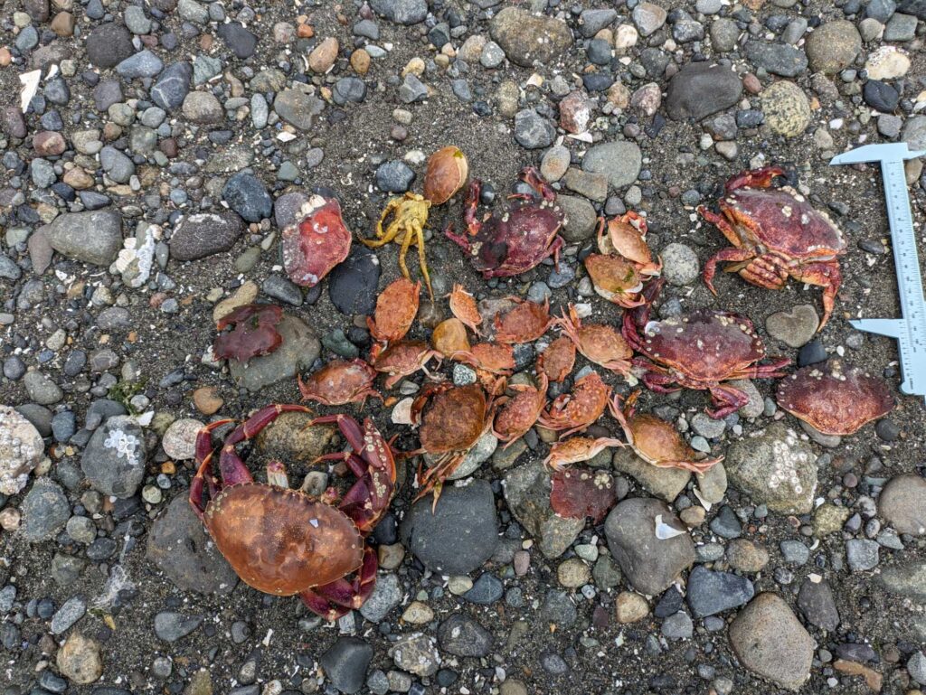 a group of red and brown shells on a rocky surface (MyCoast AI)