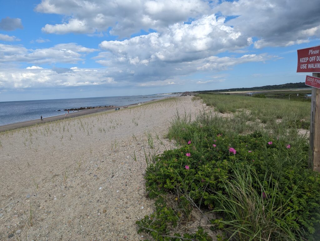 a beach with flowers and grass (MyCoast AI)