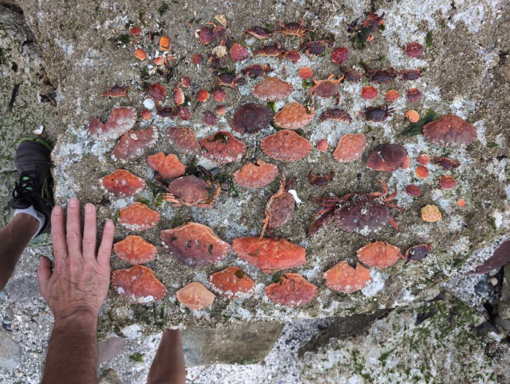 a pair of hands on a rock (MyCoast AI)