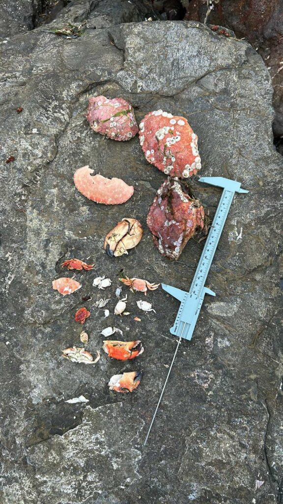 a group of rocks and a shovel (MyCoast AI)
