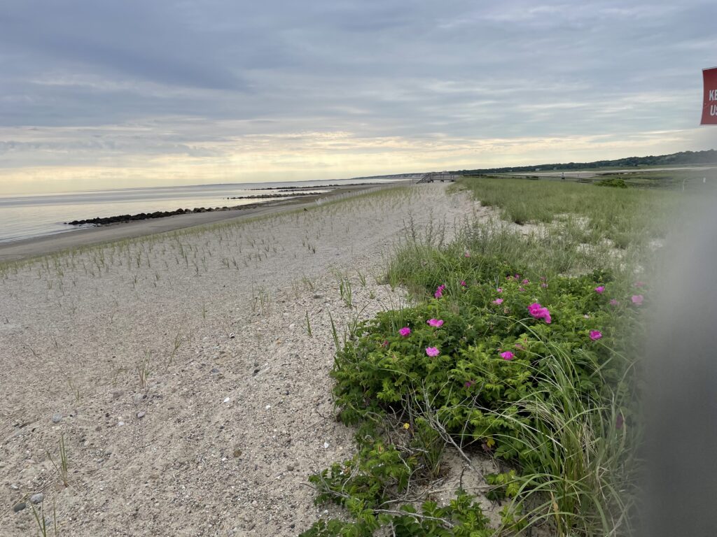 a beach with flowers (MyCoast AI)