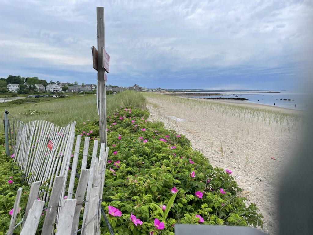 a fence with flowers and a beach (MyCoast AI)