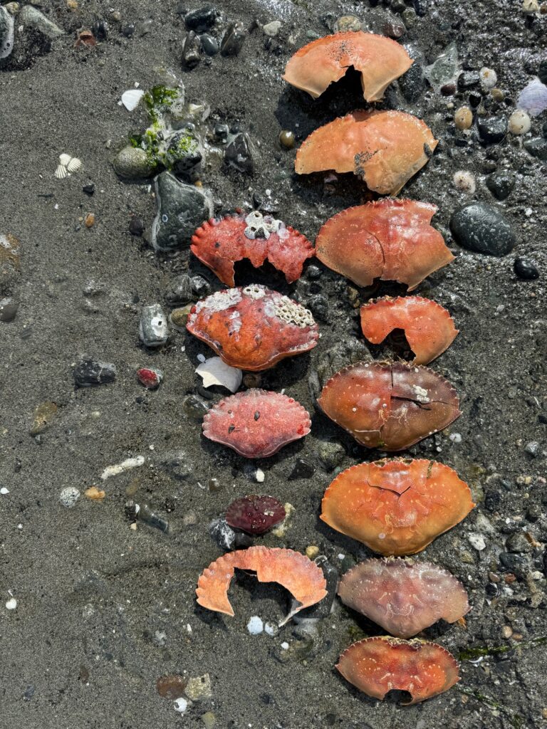 a group of red and orange rocks (MyCoast AI)