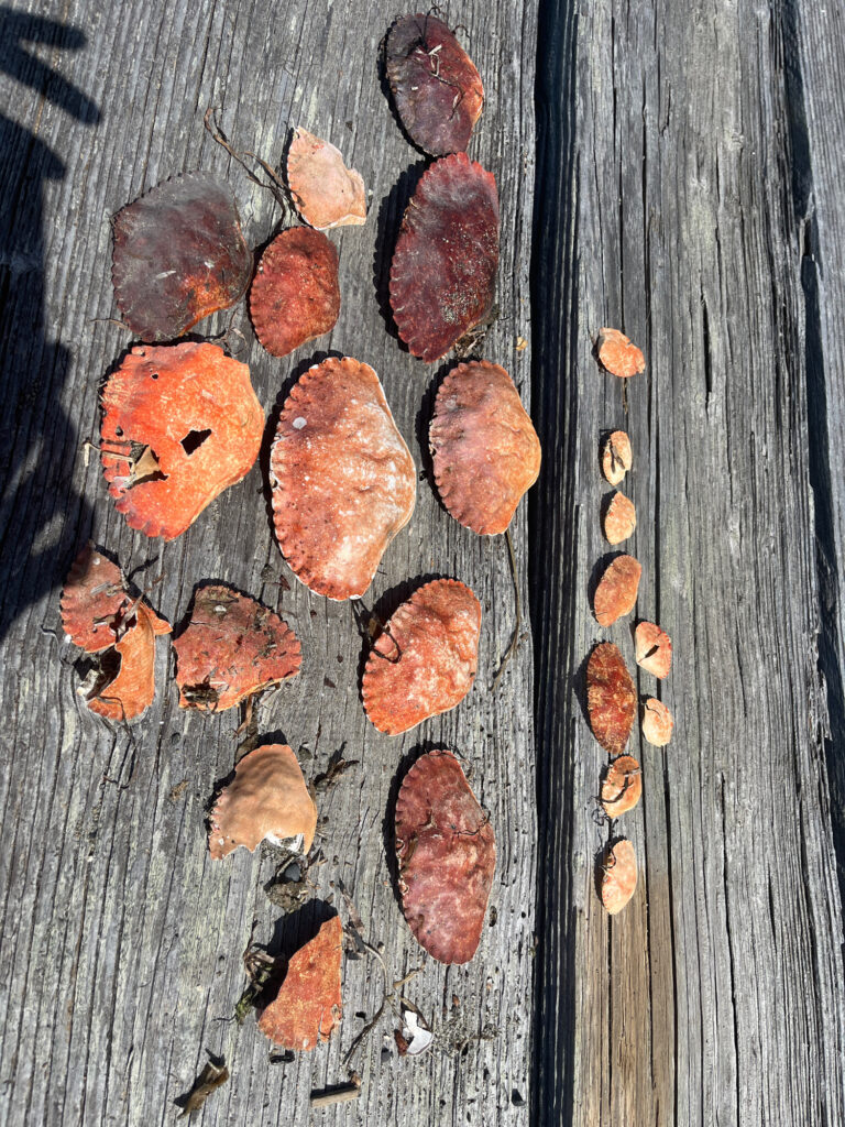 a group of brown objects on a wooden surface (MyCoast AI)