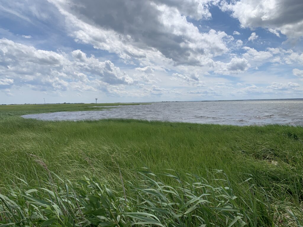 a grassy area next to a body of water (MyCoast AI)