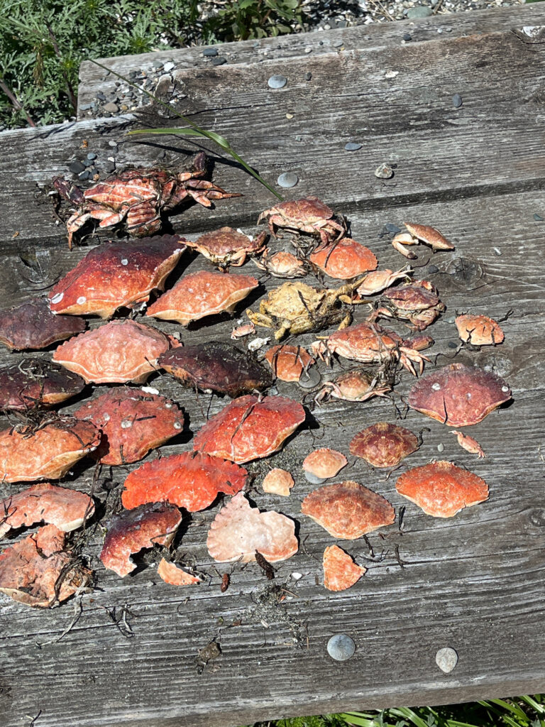a group of red mushrooms (MyCoast AI)