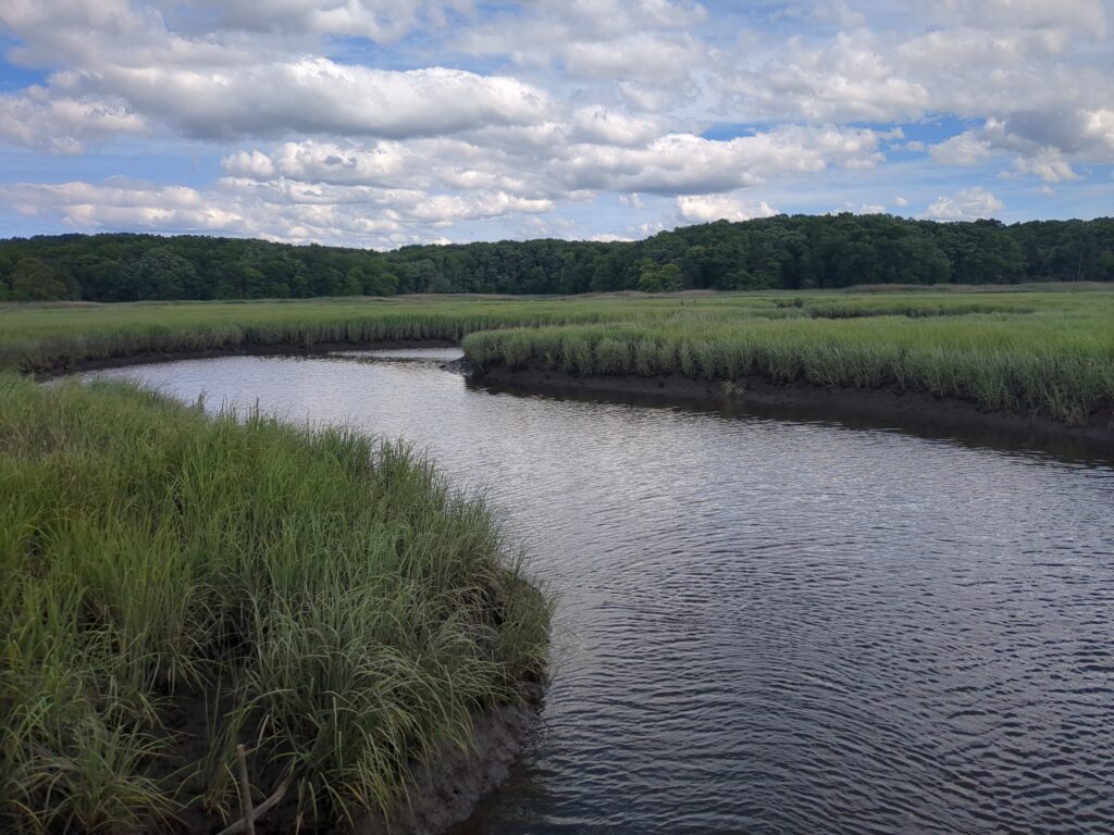 a river with grass and trees (MyCoast AI)