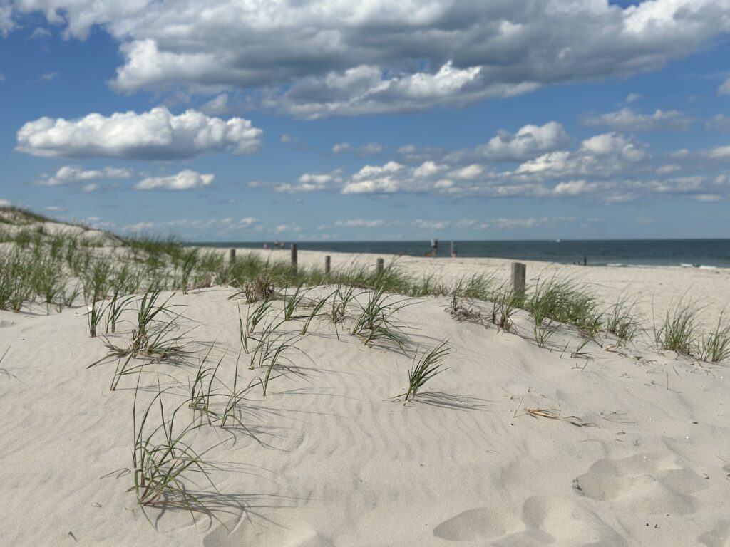 a sandy beach with plants and water in the background (MyCoast AI)
