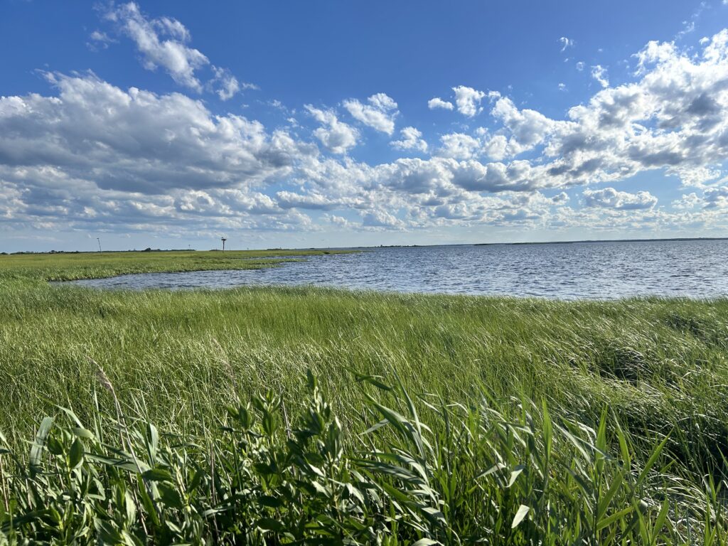 a grassy area next to a body of water (MyCoast AI)