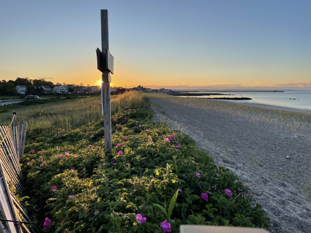 a road with flowers and grass along it (MyCoast AI)