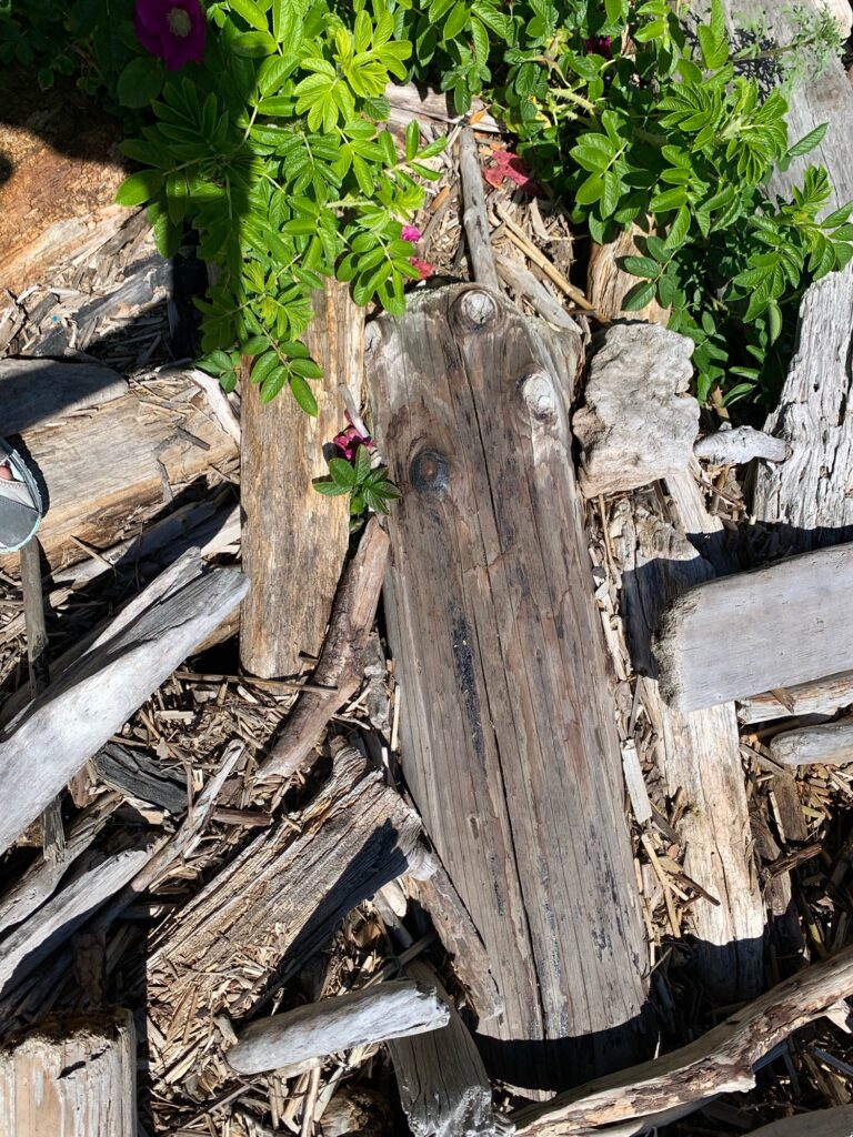 a plant growing in a wooden box (MyCoast AI)