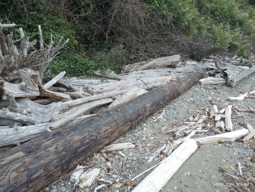a group of logs on the ground (MyCoast AI)