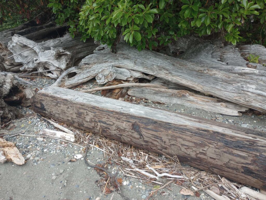 a wood fence with a tree in the background (MyCoast AI)