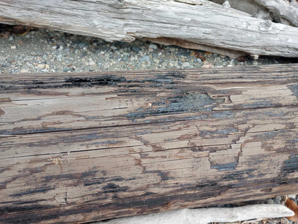 a close up of a wood surface (MyCoast AI)