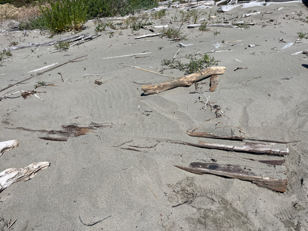 a group of sticks in the sand (MyCoast AI)