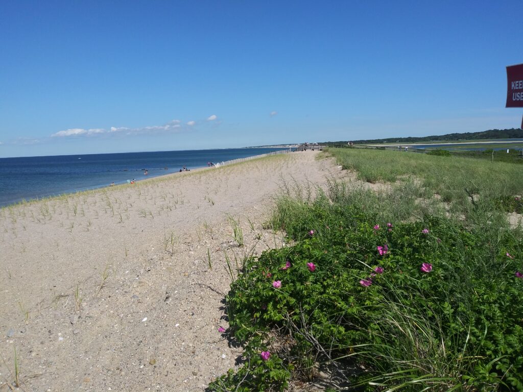 a beach with flowers and grass (MyCoast AI)