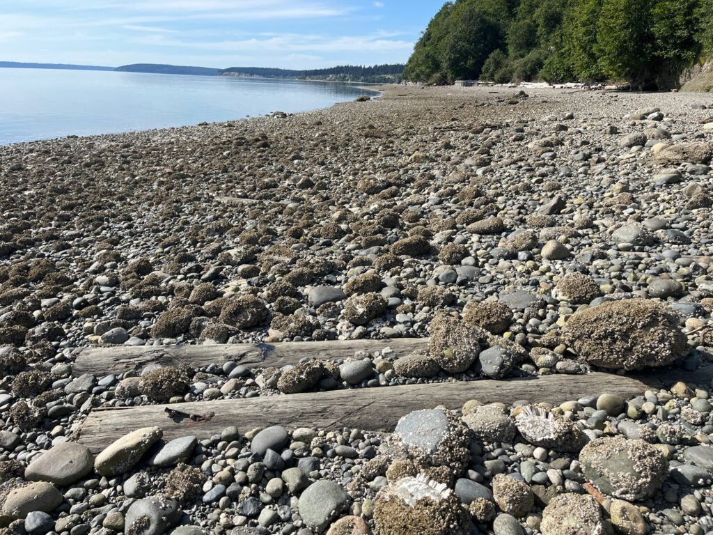 a rocky beach with trees (MyCoast AI)