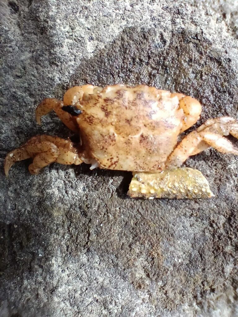 a frog on a rock (MyCoast AI)