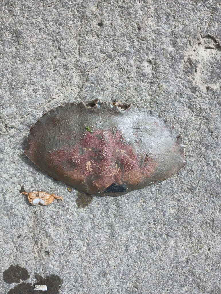 a rock with a red and white substance on it (MyCoast AI)