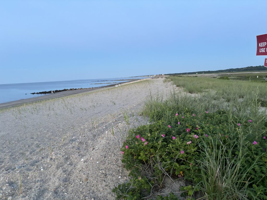 a beach with flowers and grass (MyCoast AI)