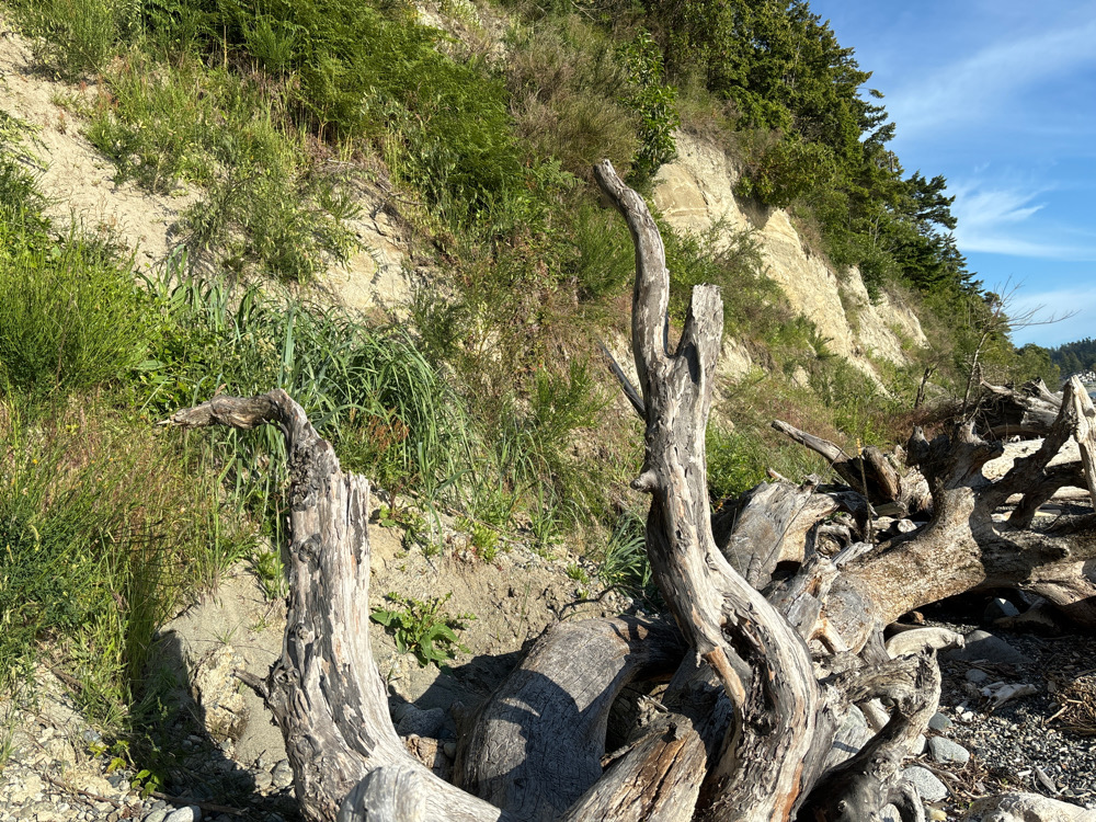 a tree stump on a rocky hillside (MyCoast AI)