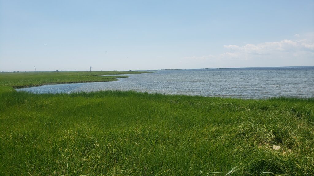 a grassy area next to a body of water (MyCoast AI)