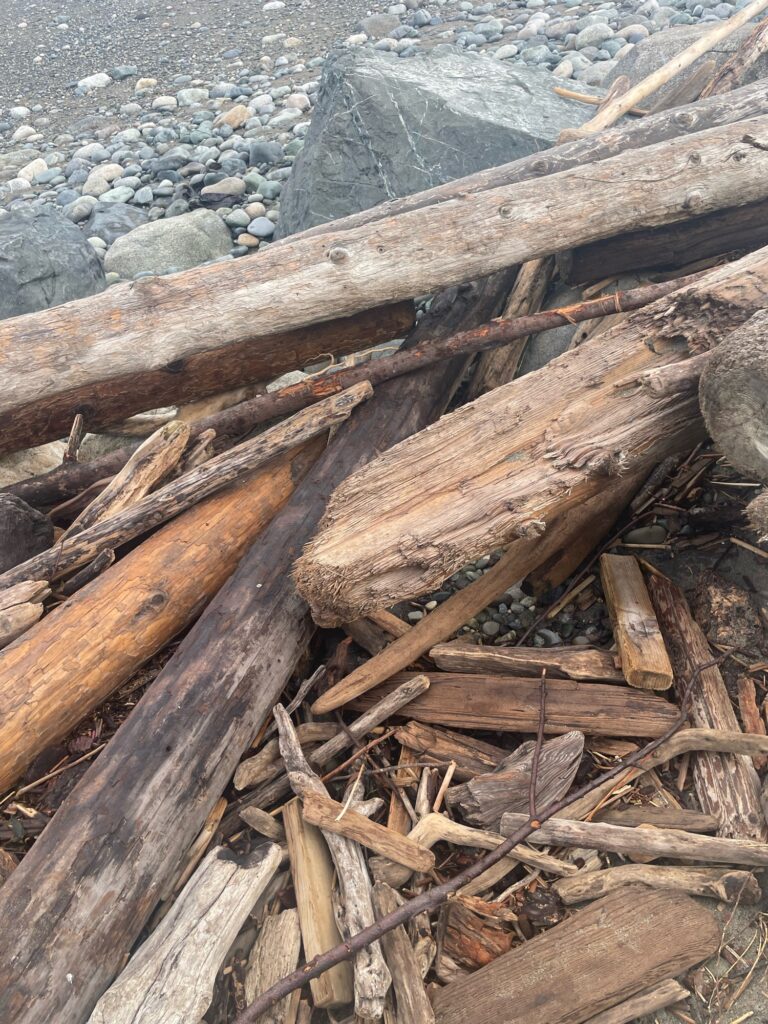 a log on the ground (MyCoast AI)