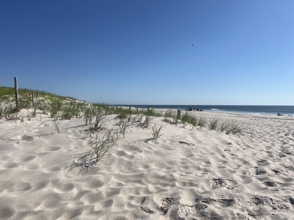a sandy beach with plants and water (MyCoast AI)