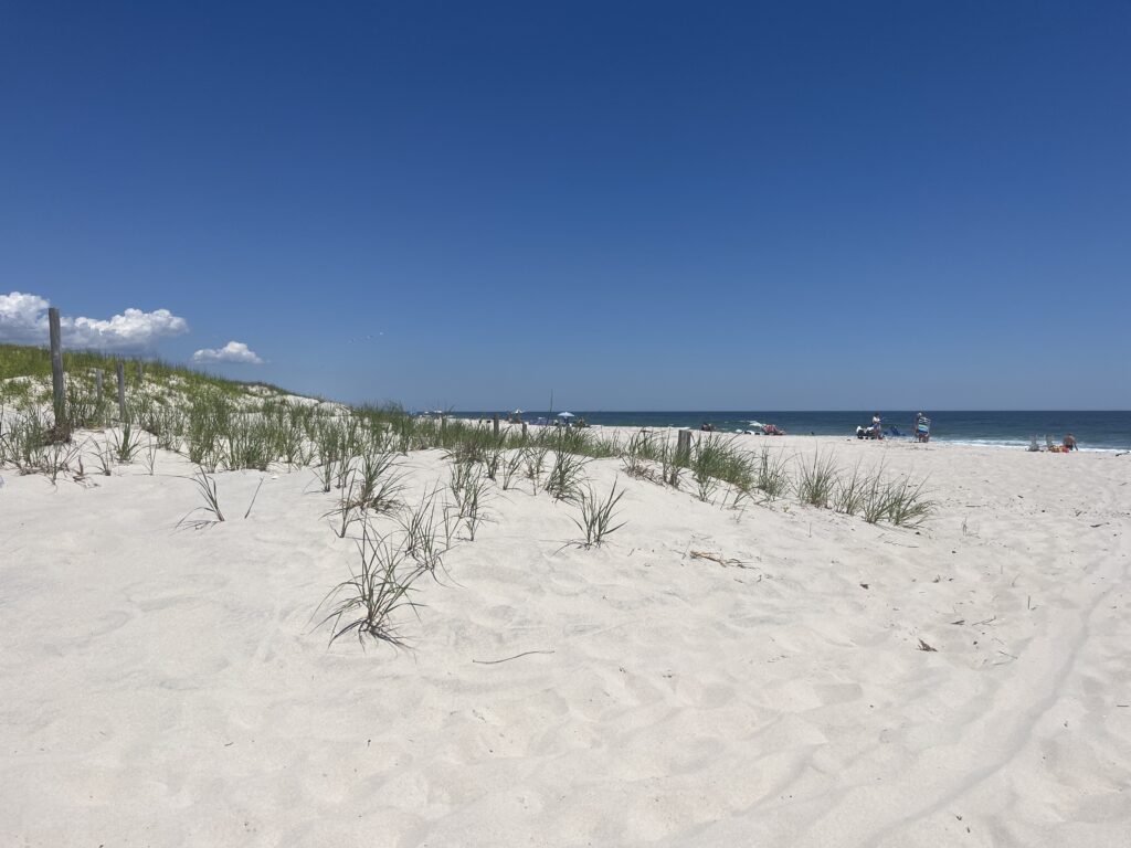 a sandy beach with plants and water in the background (MyCoast AI)