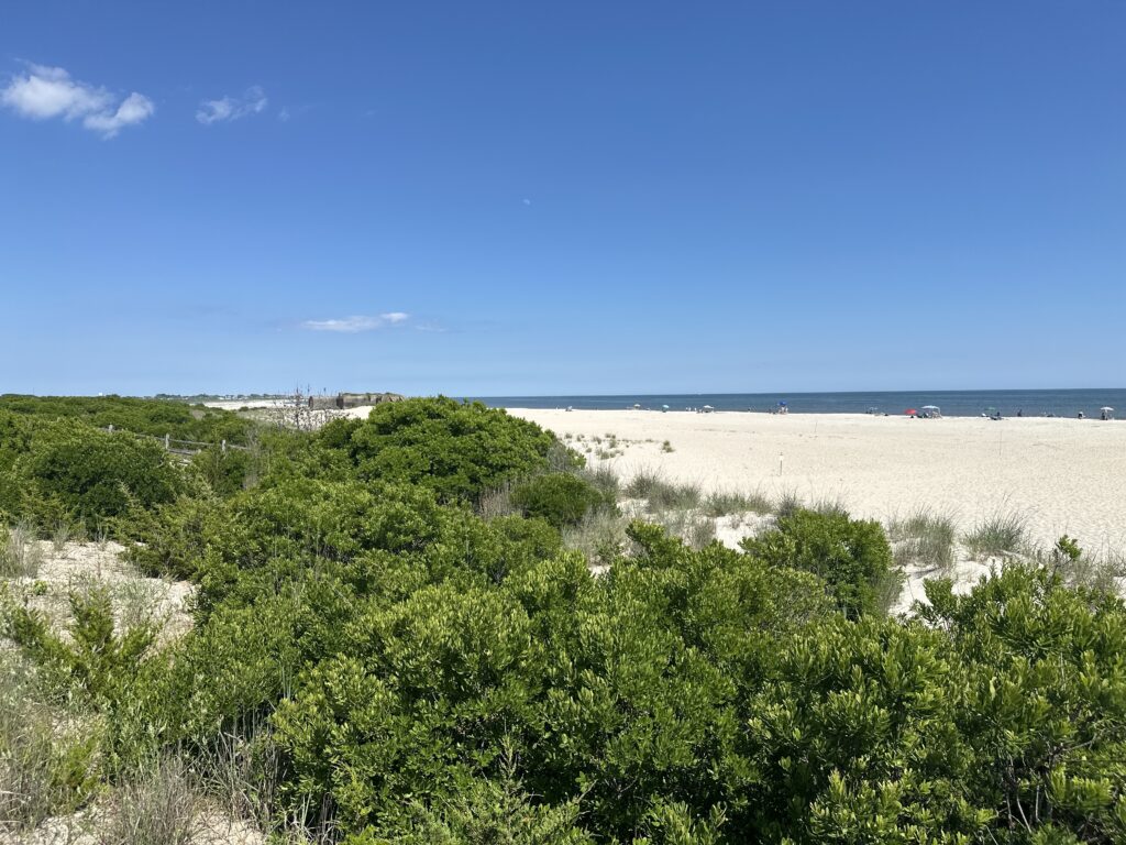 a beach with trees and bushes (MyCoast AI)