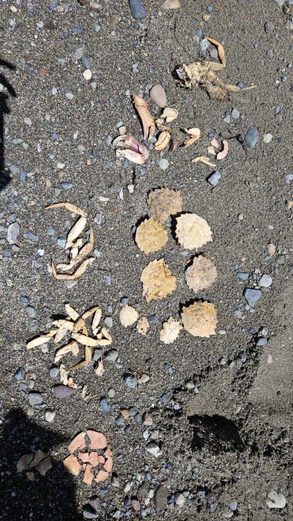 a group of shells on the ground (MyCoast AI)