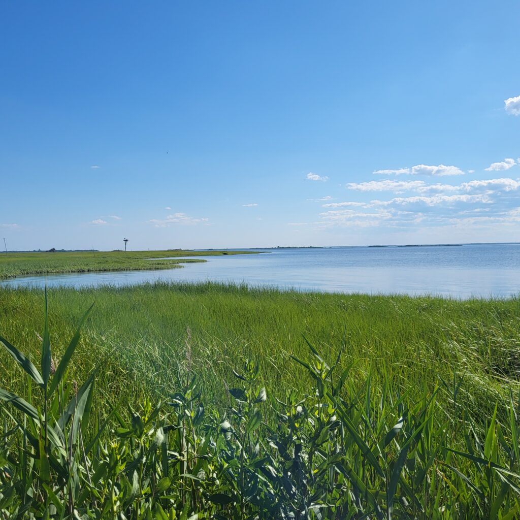 a grassy area with water in the background (MyCoast AI)