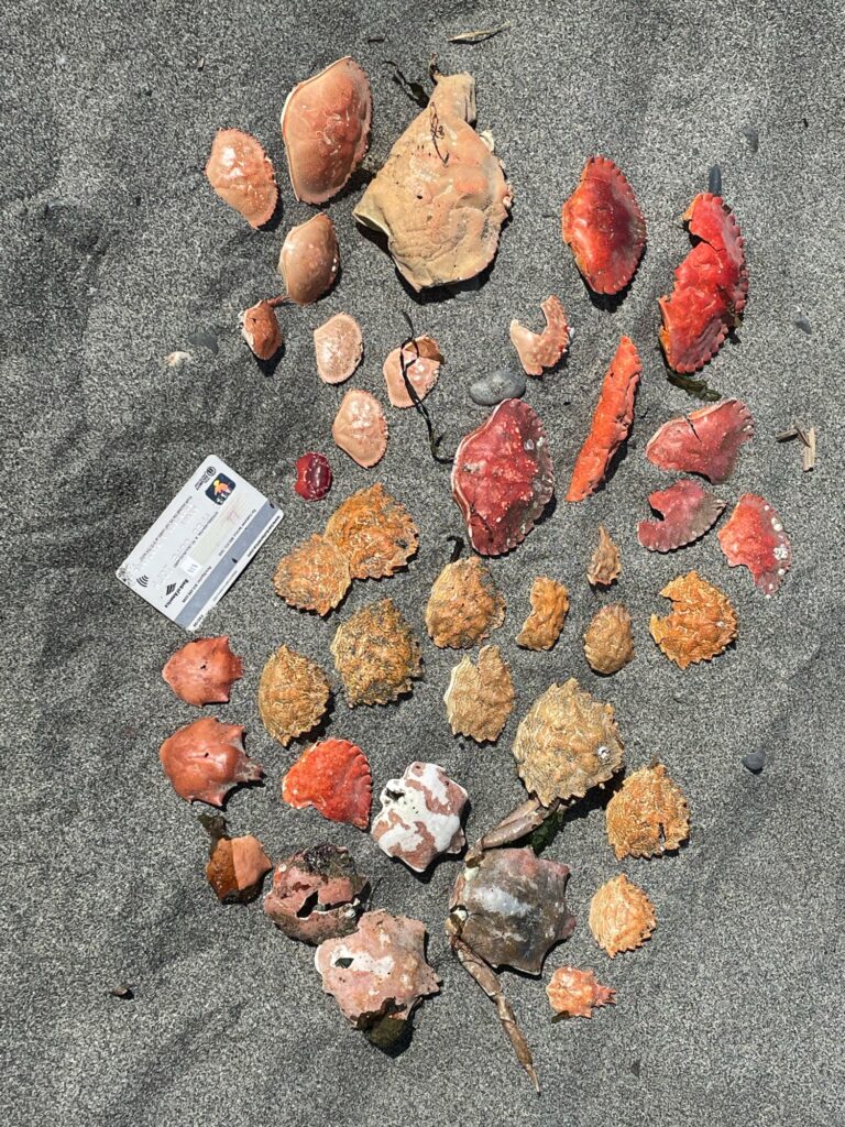 a group of dried leaves (MyCoast AI)