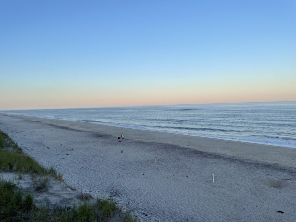a dog on a beach (MyCoast AI)