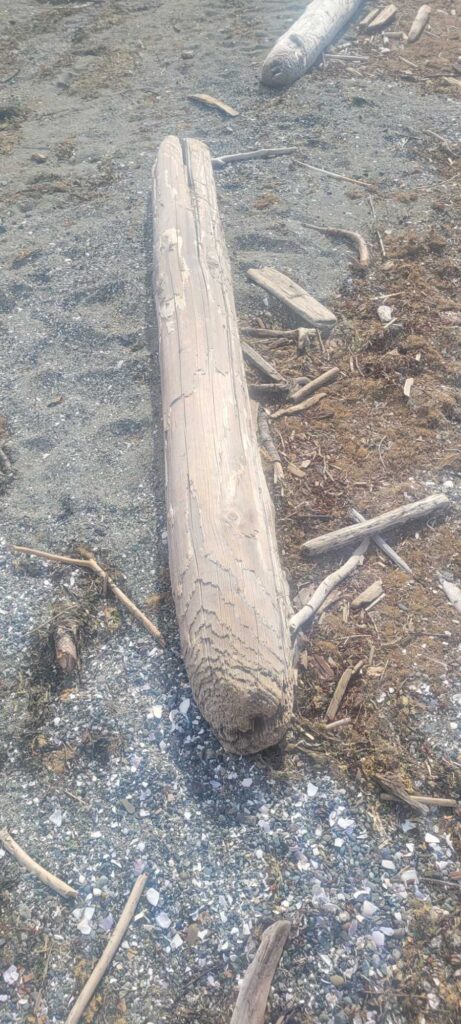 a piece of wood on the ground (MyCoast AI)