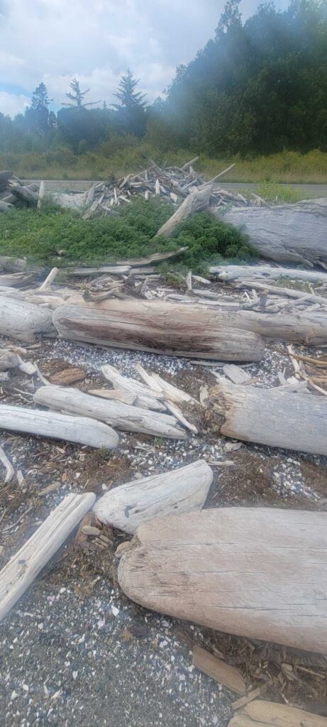 a group of logs on a river (MyCoast AI)