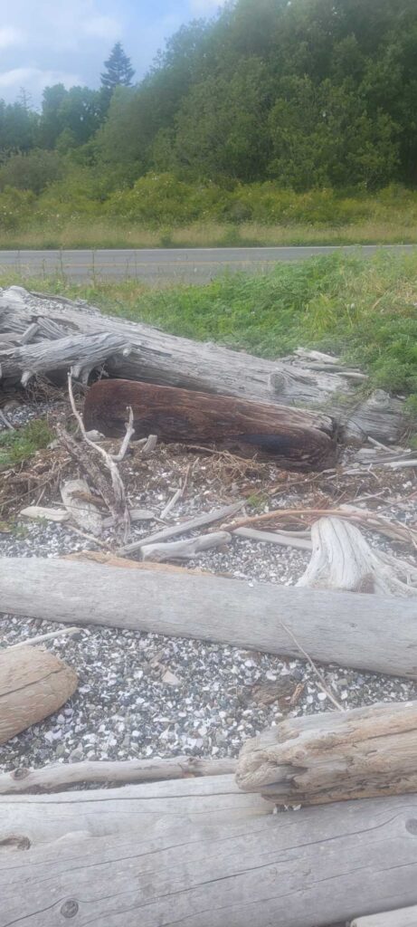 a group of logs on a rocky ground by a road (MyCoast AI)